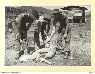 MILNE BAY, NEW GUINEA, 1944-01-11. MEMBERS OF NO. 1 PLATOON, 2/1ST FIELD BUTCHERY COMPANY, EXAMINING A SHEEP AT THE SLAUGHTER YARDS. IDENTIFIED PERSONNEL ARE: QX47082 PRIVATE E.S. WILBRAHAM (1); ..