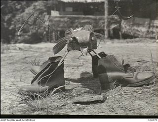 VIVIGANI, GOODENOUGH ISLAND, PAPUA NEW GUINEA. 1943-11-27. FLYING OFFICER J. R. MCENIRY OF BENDIGO, VIC, OF NO. 7 MOBILE WORKS SQUADRON RAAF, IS AN ENTOMOLOGIST IN SPITE OF NEW GUINEA MOSQUITOES. ..