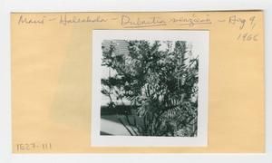[Dubautia menziesii in Hawaii, envelope IE27-111]
