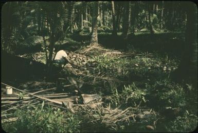 Coconut plantation debris : Nissan Island, Papua New Guinea, 1960 / Terence and Margaret Spencer