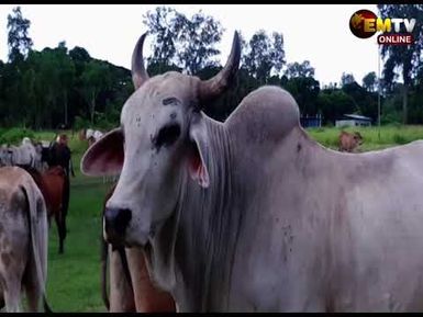 CATTLE DEWORMING EXCERCISE