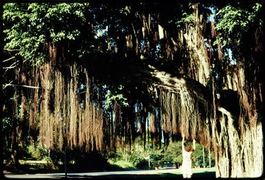 Banyan tree, Lautoka, 1971