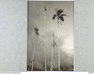 GUADAGASAL, NEW GUINEA, 1943-08-13. PALMS DAMAGED DURING THE HEAVY FIGHTING IN THE AREA