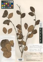 Eugenia koolauensis var. glabra