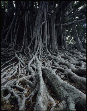 Banyan tree, Wakaya, Fiji, 1994 / Peter Dombrovskis