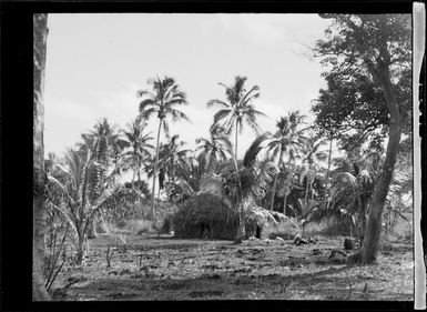 View of a Tongan native hut amongst coconut palm trees, Tonga