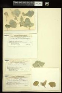 Udotea indica