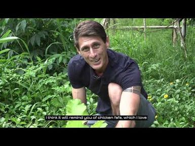 Island cabbage - Edible leaves of the Pacific