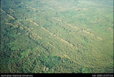 Coconut plantation and teak trees, Upolu