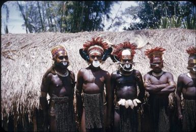 Fully decorated men (3) : The Tengerap Clan Singsing, Wahgi Valley, Papua New Guinea, 1954 / Terence and Margaret Spencer