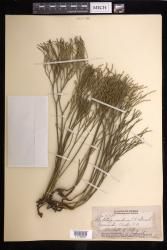 Psilotum nudum
