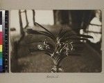 Still life of orchid, Papua New Guinea, ca. 1908-1910