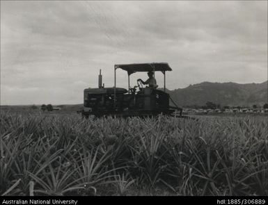 Cultivating pineapple crop