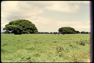 Cattle at Navua, Fiji, 1971