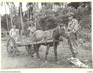 1943-05-17. NEW GUINEA. GONA. JAPANESE PONY AND CART CAPTURED DURING THE GONA BATTLE, WAITS ON THE BEACH TO TAKE STORES INLAND. R. RAMSAY DANIEL OF EPPING N.S.W. IS AT THE HORSE'S HEAD. (NEGATIVE ..