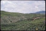 Western Highlands: tea plantation