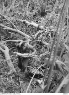 WEWAK AREA, NEW GUINEA, 1945-06-16. L-CPL C. BEUTEL FINDS IT VERY MUCH "UP HILL" CARRYING HIS GEAR AND BED POLES UP TO B COMPANY, 2/8 INFANTRY BATTALION'S NEWLY CAPTURED POSITION ON HILL 2