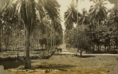 Plantation View, Samoa