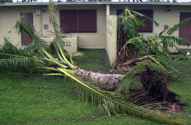 An uprooted palm tree shows the effects of the 104 miles per hour (mph) winds a rain that struck the base housing area on Andersen Air Force Base, Guam, during Typhoon Chata'an. The typhoon scattered debris and trees causing damage to buildings, houses, and vehicles