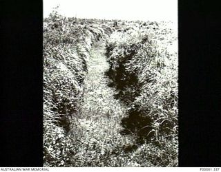 NEW BRITAIN, 1945-09. A PROMINENT ACCESS PATH CUT THROUGH TALL GRASS AND PLANTS ON THE GAZELLE PENINSULA. (RNZAF OFFICIAL PHOTOGRAPH.)