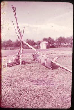 Pig on the way to the feast : Minj Station, Wahgi Valley, Papua New Guinea, 1954 / Terence and Margaret Spencer