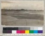 Planted belt of beach grass, Monterey cypress and blue gum Eucalyptus on Samoa Sand Spit, Humboldt County. Trees are protected by yucca band tied to stake but sand has filled these or blown out from beneath them. Grass is alive but being covered. Planting by Little River Redwood Company winter of 1924-25. April, 1925