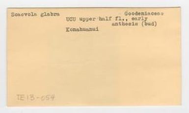 [Scaevola glabra in Hawaii, envelope IE13-054]