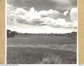 12 MILE, LALOKI RIVER, NEW GUINEA. 1943-11-15. NO. 3 GARDEN OF THE 3RD AUSTRALIAN FARM COMPANY, AUSTRALIAN ARMY SERVICE CORPS