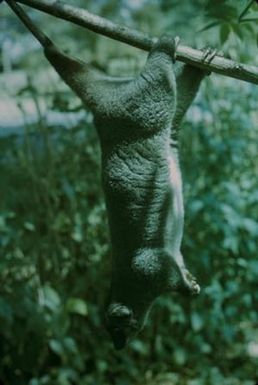 [Cuscus marsupial in Lae, Papua New Guinea]