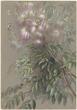 Archidendron grandiflorum (Sol. ex Benth.) I.C.Nielsen, family Fabaceae, Papua New Guinea, 1916? Ellis Rowan