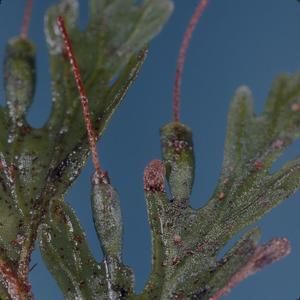 [Trichomanes cyrtotheca close-up from Kōkeʻe State Park, United States]
