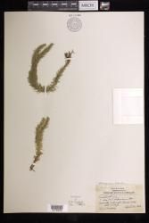 Phlegmariurus bolanicus