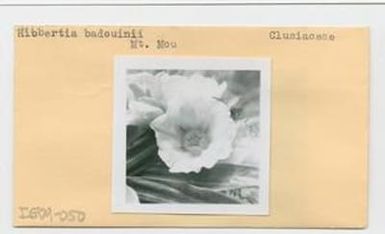 [Hibbertia badouinii in New Caledonia, envelope IE09-050]