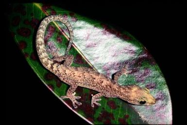 Gecko sp.