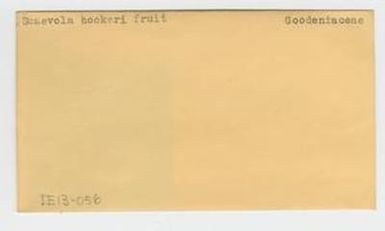 [Scaevola hookeri in Hawaii, envelope IE13-056]