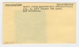 [Dracophyllum in New Caledonia, envelope IE41-204]