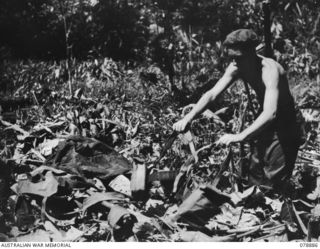 BOUGAINVILLE ISLAND. 1945-02-03. NX193430 CORPORAL J. BACON, "A" COMPANY, 9TH INFANTRY BATTALION, LAYING OUT HIS CLOTHING AND EQUIPMENT TO DRY ON HIS RETURN TO CAMP AFTER A PATROL THROUGH THE ..
