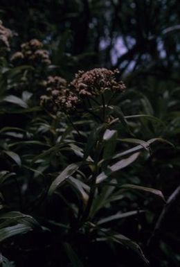 [Unidentified pink flowering plant on the Alakai Swamp Trail, United States]