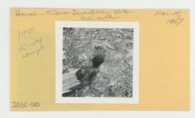 [Tree molds in Hawaii, envelope IE32-310]