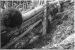 Gardening: man builds sturdy fence to keep pigs out of garden