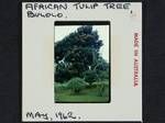 African tulip tree, Bulolo, May 1962