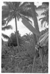 Man climbing a coconut tree to get drinking nuts.