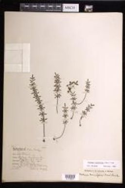 Pellaea ternifolia