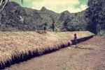 Thatching a longhouse (yaeada) for a later pig ceremony