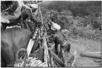 Pig festival, pig sacrifice, Tsembaga: ending the festival, fight magic men dig up cordyline roots buried at gate to dance ground