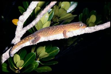 Gecko sp.