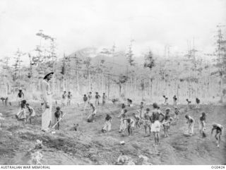 NEW GUINEA. 1943-12-22. LEADING AIRCRAFTMAN R. MCDONALD OF CHESTER HILL, NSW, SUPERVISES HIS TEAM OF NATIVE WORKERS IN THE RAAF VEGETABLE GARDEN. "CHARLIE" THE FUZZY WUZZY IN THE RIGHT FOREGROUND ..