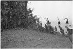 Pig festival, pig sacrifice, Tsembaga: decorated men have run from behind breached ritual fence onto dance ground