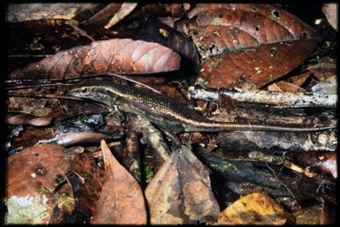 Skink