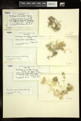 Caulerpa cupressoides